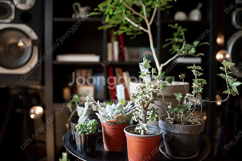 시그마 아트 SIGMA Art 24-35mm F2 니콘...--3