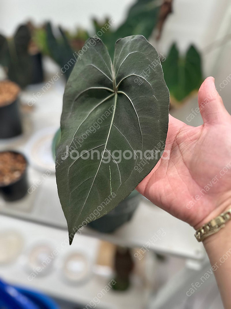 안스리움 퍼플파필 파필퍼플 중대품--3