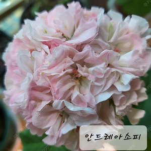 안드레아소피 제라늄