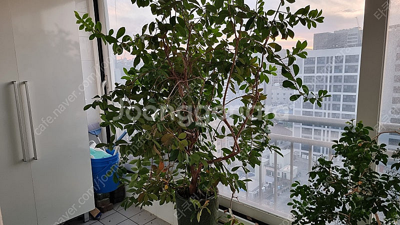 공기정화식물 구아바 화분 팝니다. 천연가습기--0