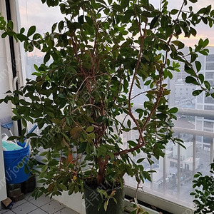 공기정화식물 구아바 화분 팝니다. 천연가습기