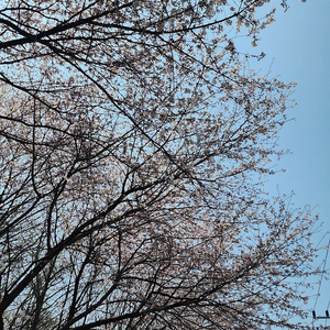 다혼 프레스토 sl 삽니다.