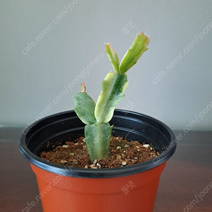 금게발선인장 (수입)