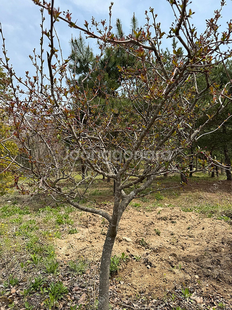 해당화 판매합니다 R5--0