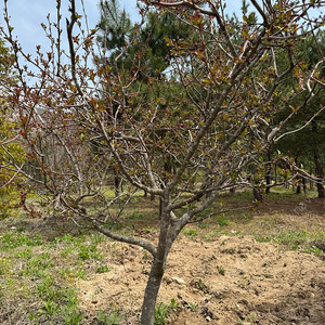 해당화 판매합니다 R5