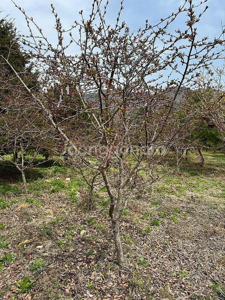 해당화 판매합니다 R5--1