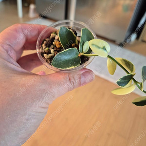 호야 쿤밍기아나 알보 바리에가타