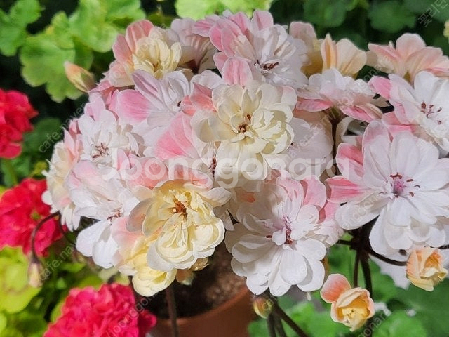 제라늄 개별분양 종류많음--0