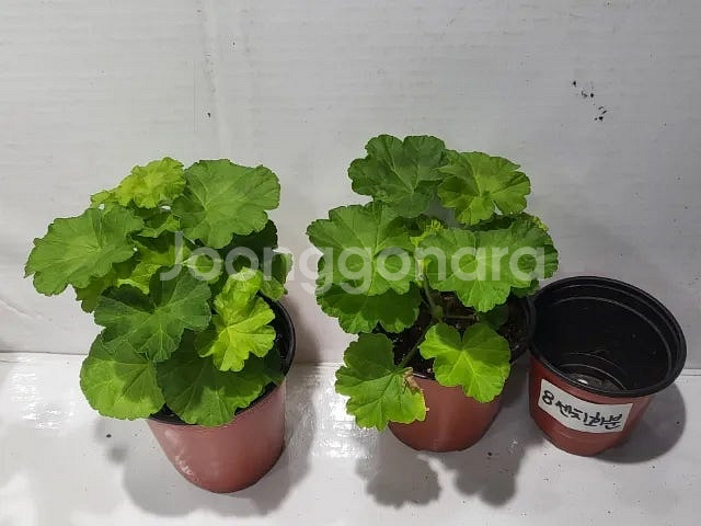 제라늄 개별분양 종류많음--1