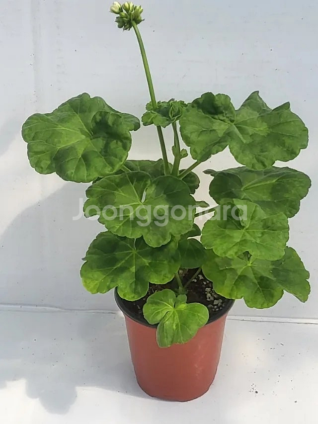 제라늄 개별분양 종류많음--3