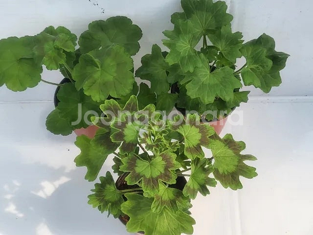 제라늄 개별분양 종류많음--5