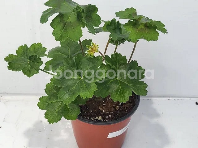 제라늄 개별분양 종류많음--6