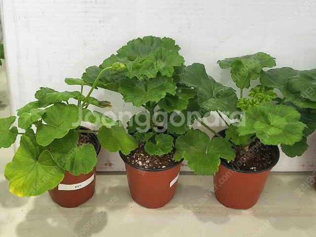 제라늄 개별분양 종류많음--7