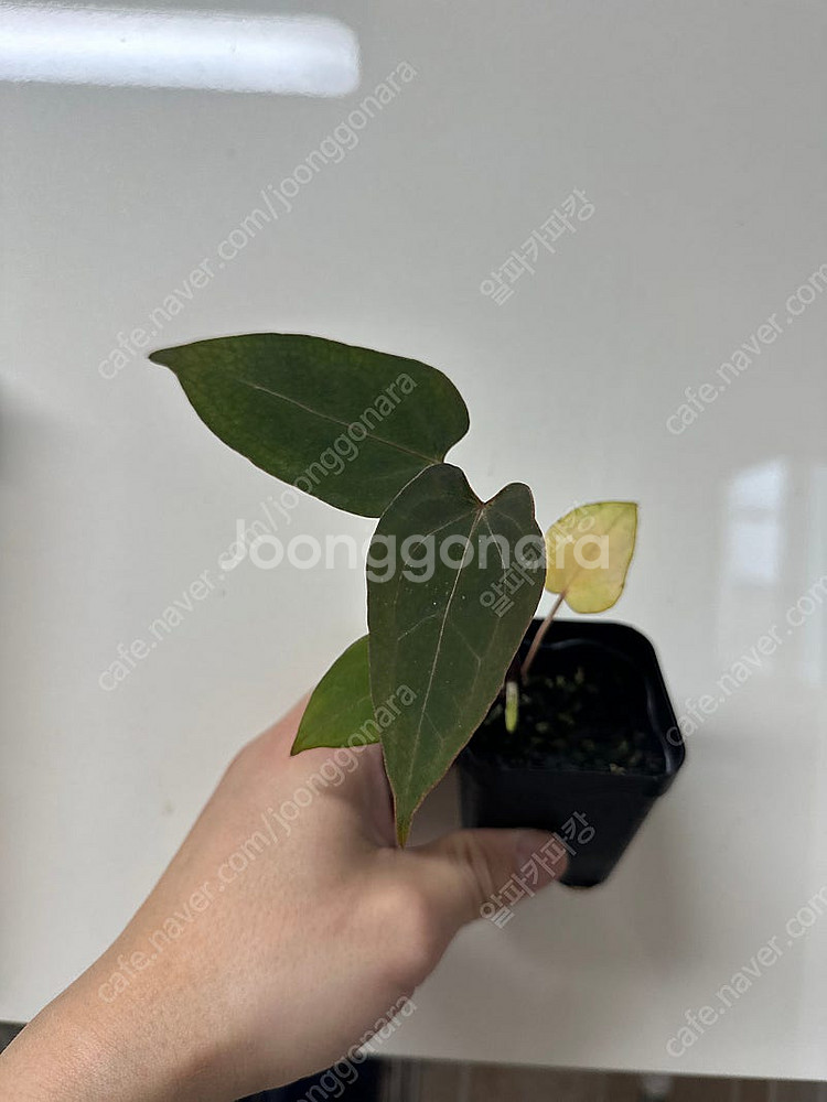 안스리움 레드베인다크피닉스x파필퍼플 퍼플파필 다크피닉스...--0