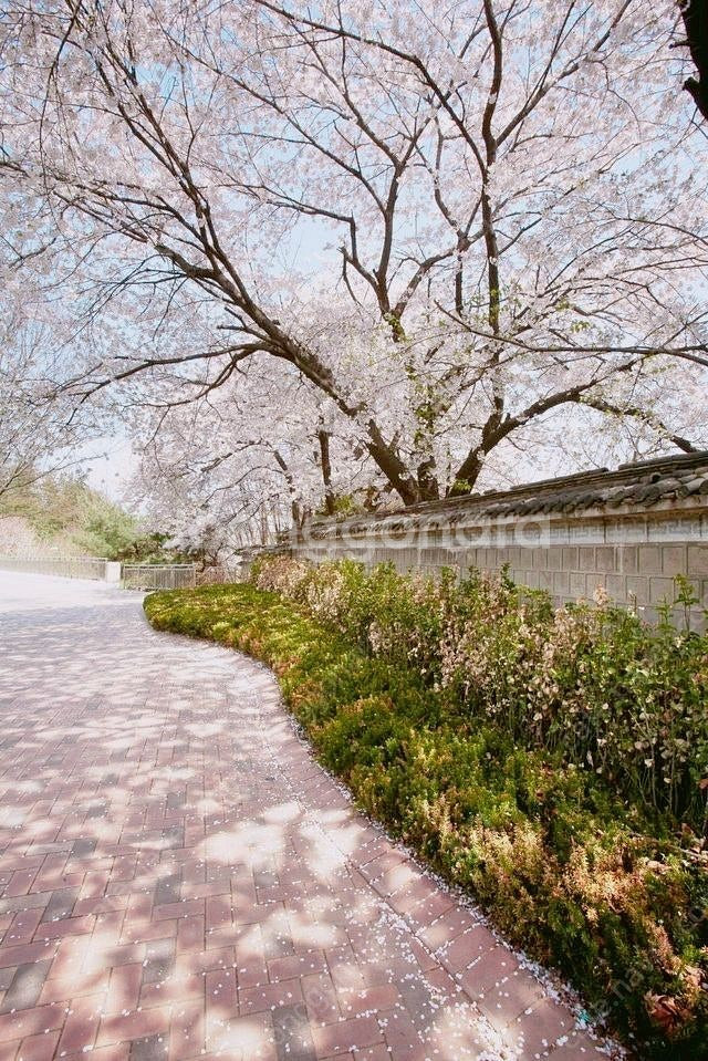 체인소맨 파워 피규어 팝니다--0