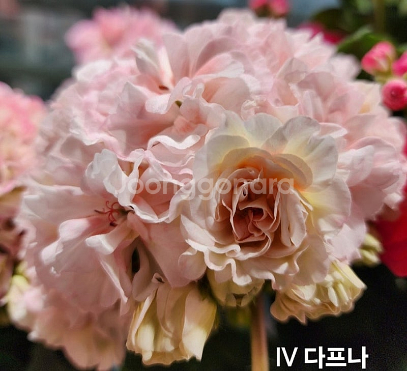 IV 다프네.UG 볼로그다 레이스 .IV 마야 플리세츠...--0
