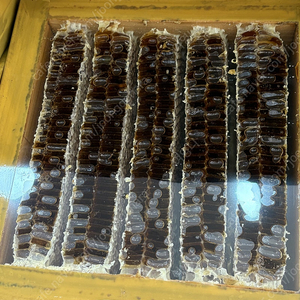벌꿀집 3.6kg 판매합니다 벌집꿀 / 벌꿀