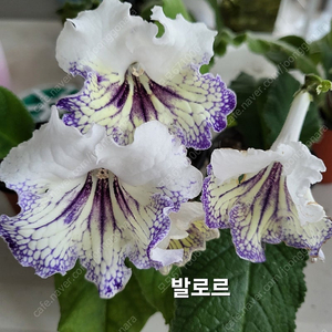 2422 2529 발로르 지나 와우 소프트핑크 스트렙토카르푸스 6종 일괄분양 합니다