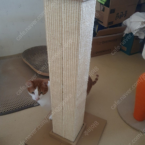 고양이 기둥스크래쳐 처분!