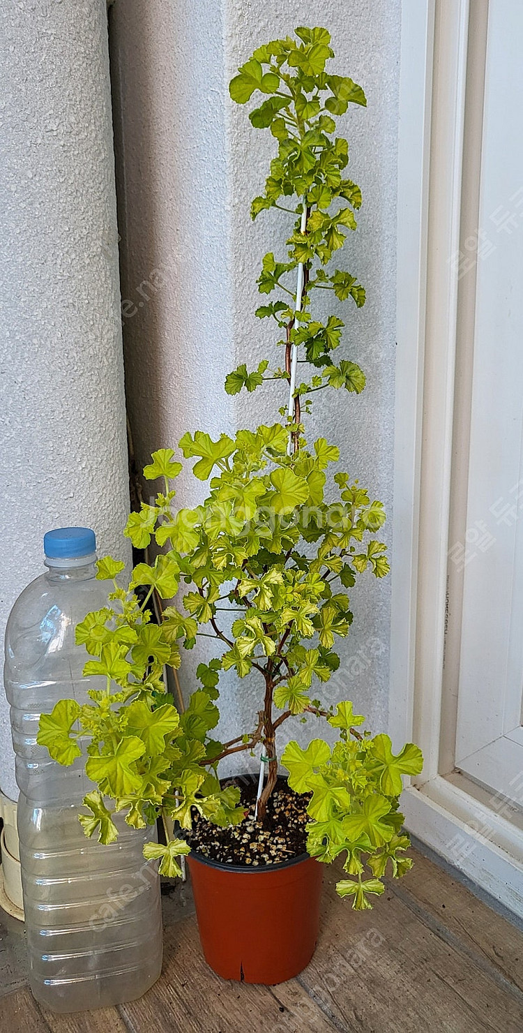 제라늄 벅스웰 골든 애니버서리 대품 택포함--0