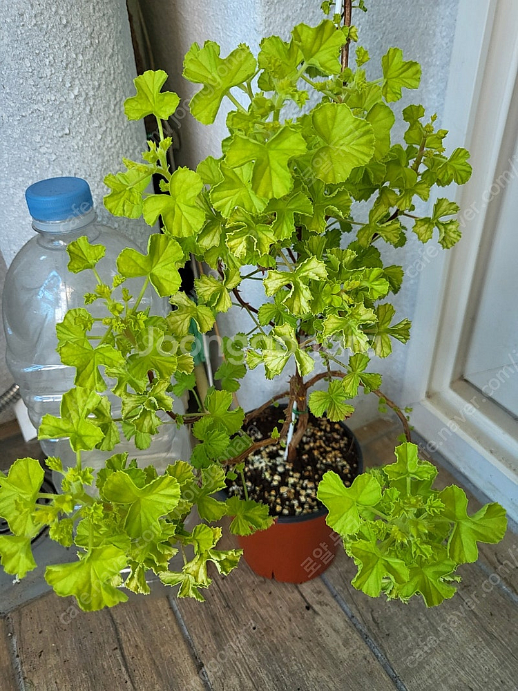 제라늄 벅스웰 골든 애니버서리 대품 택포함--2