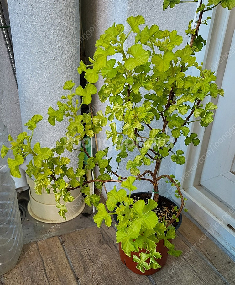 제라늄 벅스웰 골든 애니버서리 대품 택포함--3