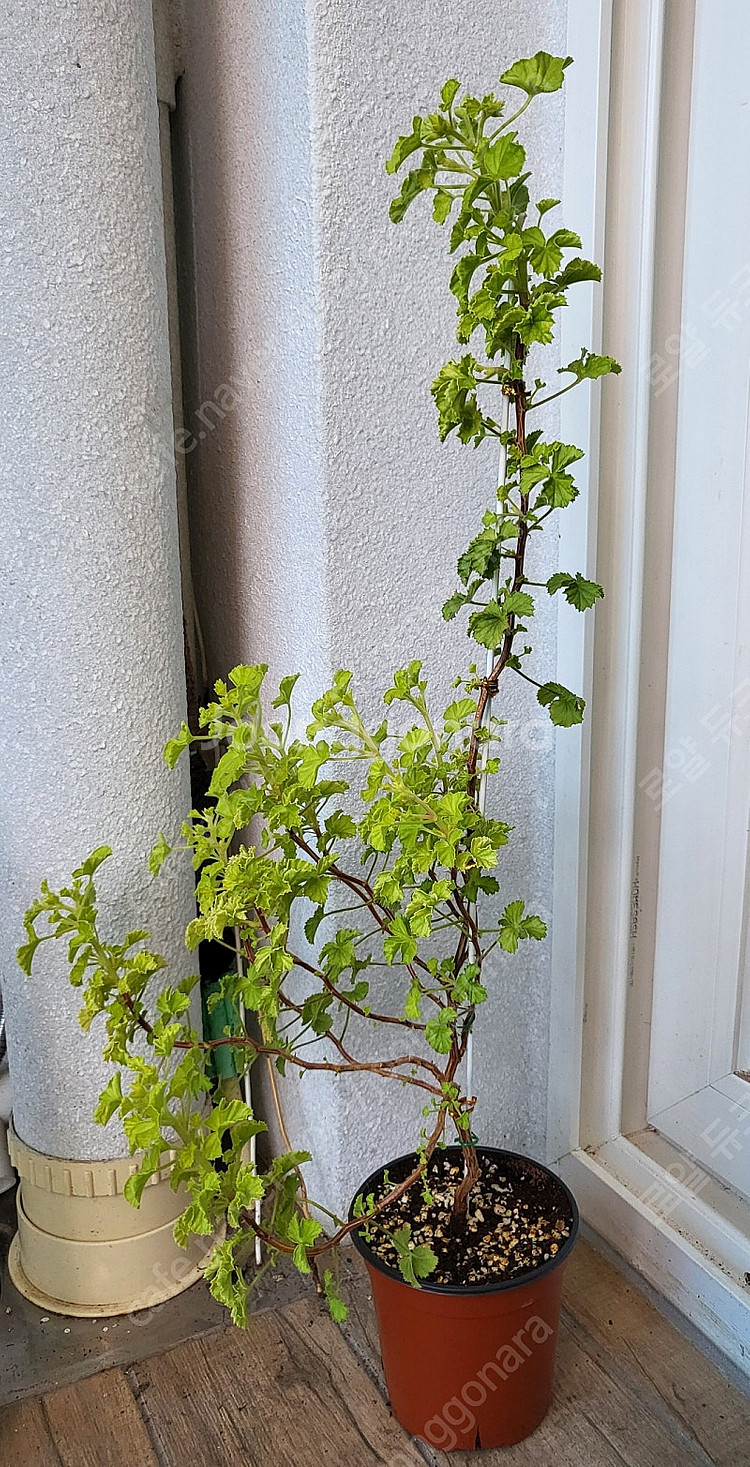 제라늄 벅스웰 골든 애니버서리 대품 택포함--4