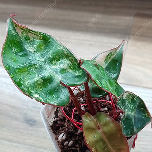 필로덴드론 빌리에티에 바리에가타