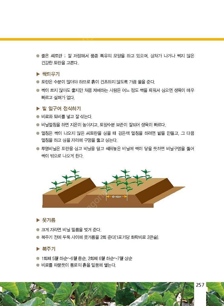 (주말농장,텃밭)2025년 A급 토란씨 쪼금 내놓아요....--3