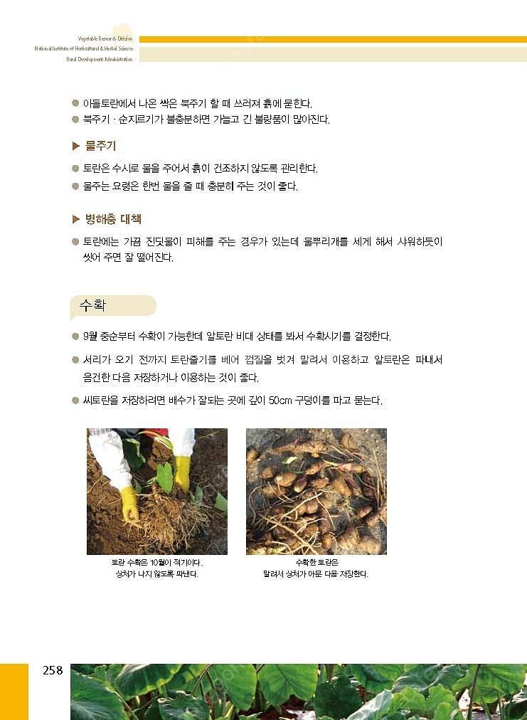 (주말농장,텃밭)2025년 A급 토란씨 쪼금 내놓아요....--4