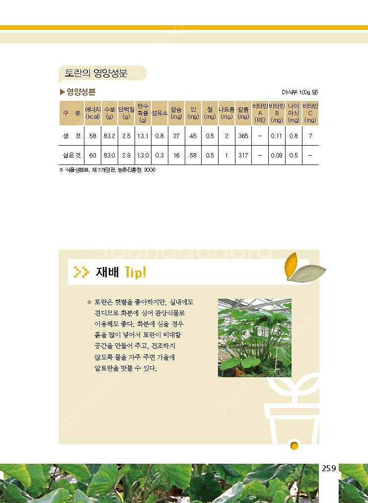 (주말농장,텃밭)2025년 A급 토란씨 쪼금 내놓아요....--5