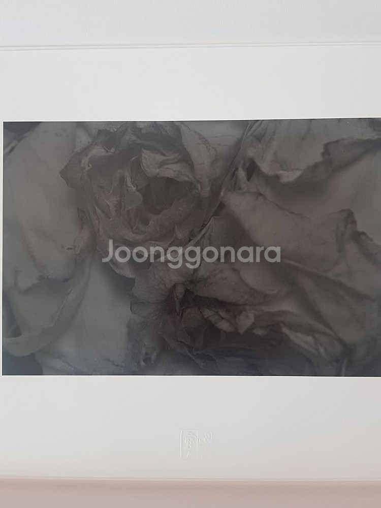 주명덕작가님 장미 사진집과 작품 판매합니다--1