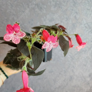 코레리아 사쿠라캔디