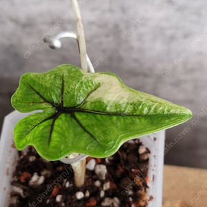 알로카시아 잭클린 미스틱