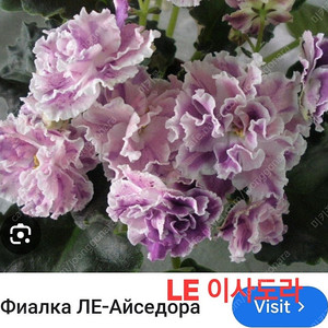 바이올렛 (제라늄.신닌기아X)