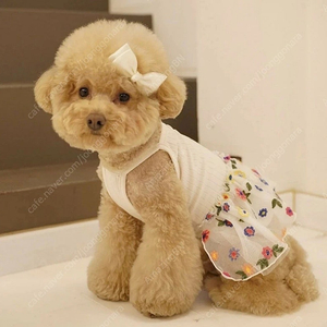 원오브어스 레트로튜튜 아이보리 m 강아지옷