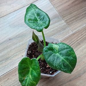 알로카시아 레갈쉴즈 바리에가타