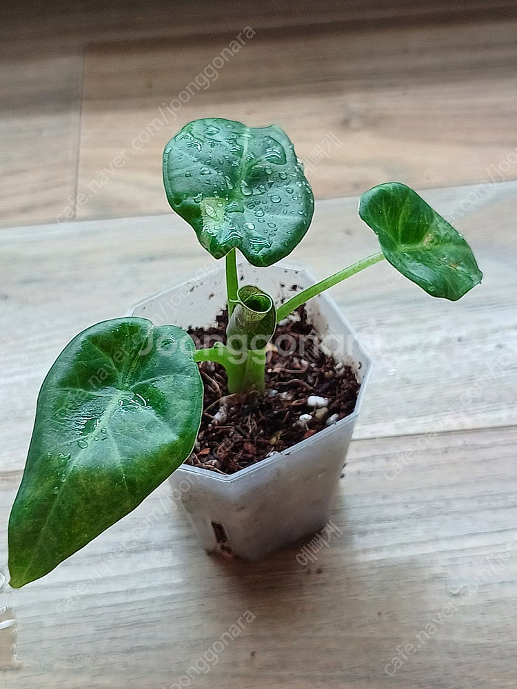 알로카시아 레갈쉴즈 바리에가타--4