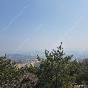 듀오링고 1년