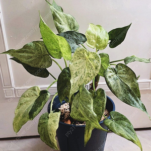 알로카시아 쿠쿨라타마블 모주급