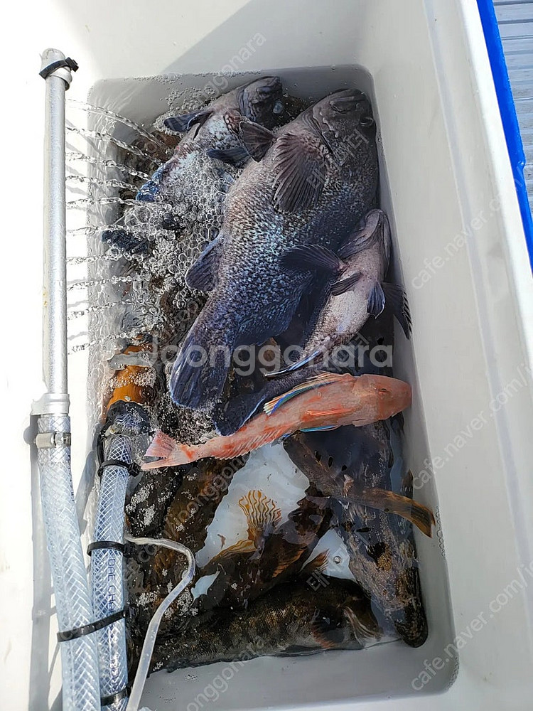 고무보트 풀셋팅 팝니다.--8