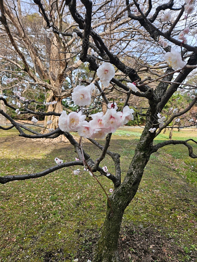 변산 청송 소노벨 영덕파나크 무창포 비체팰리스4월26일...--0