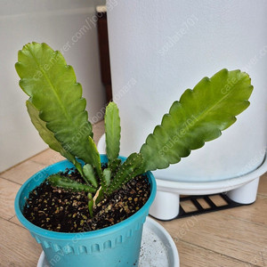 황후선인장 팝니다