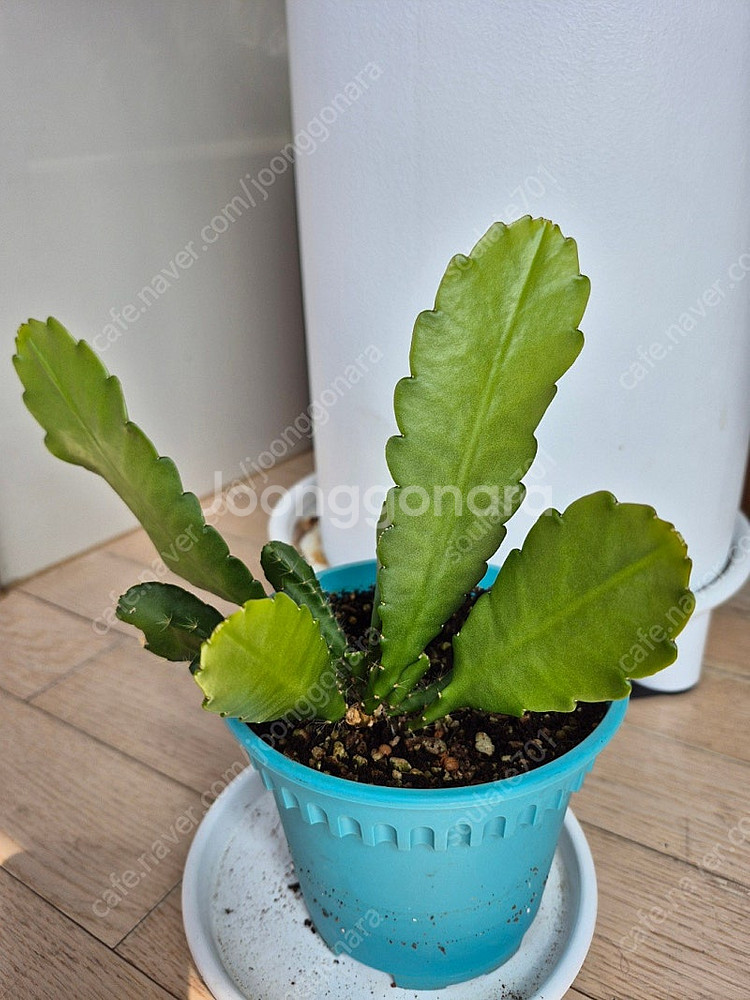 황후선인장 팝니다--1