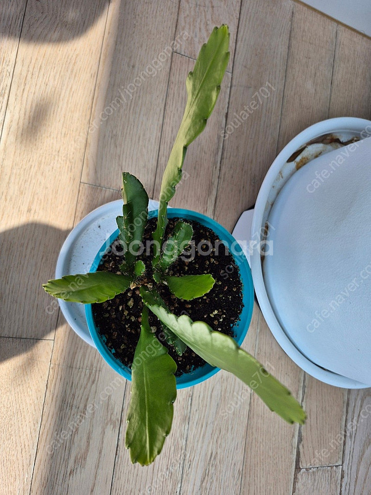 황후선인장 팝니다--2