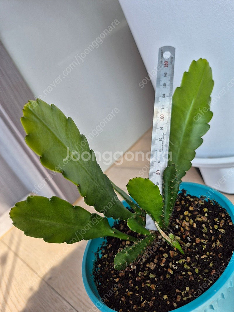 황후선인장 팝니다--3