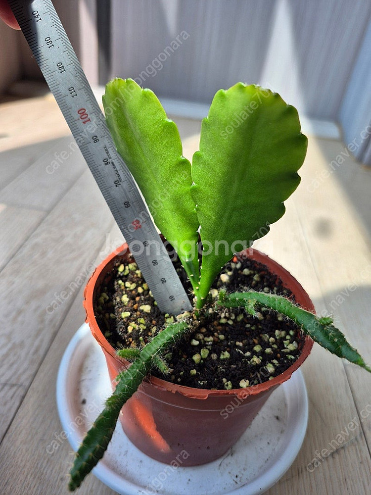 황후선인장 팝니다--4