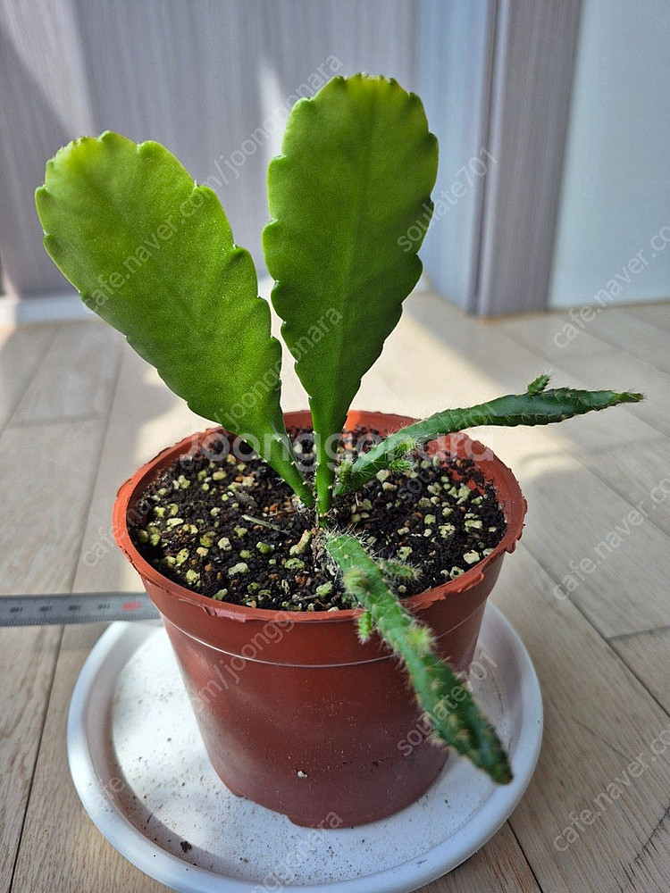 황후선인장 팝니다--5