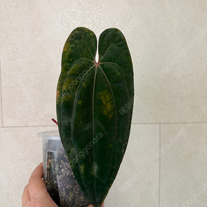 안스리움 레드베인다크피닉스