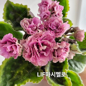 LF마시멜로 화이트카네이션 마블모란 라주르해안 제라늄아님 러시아바이올렛 4종 일괄분양 합니다